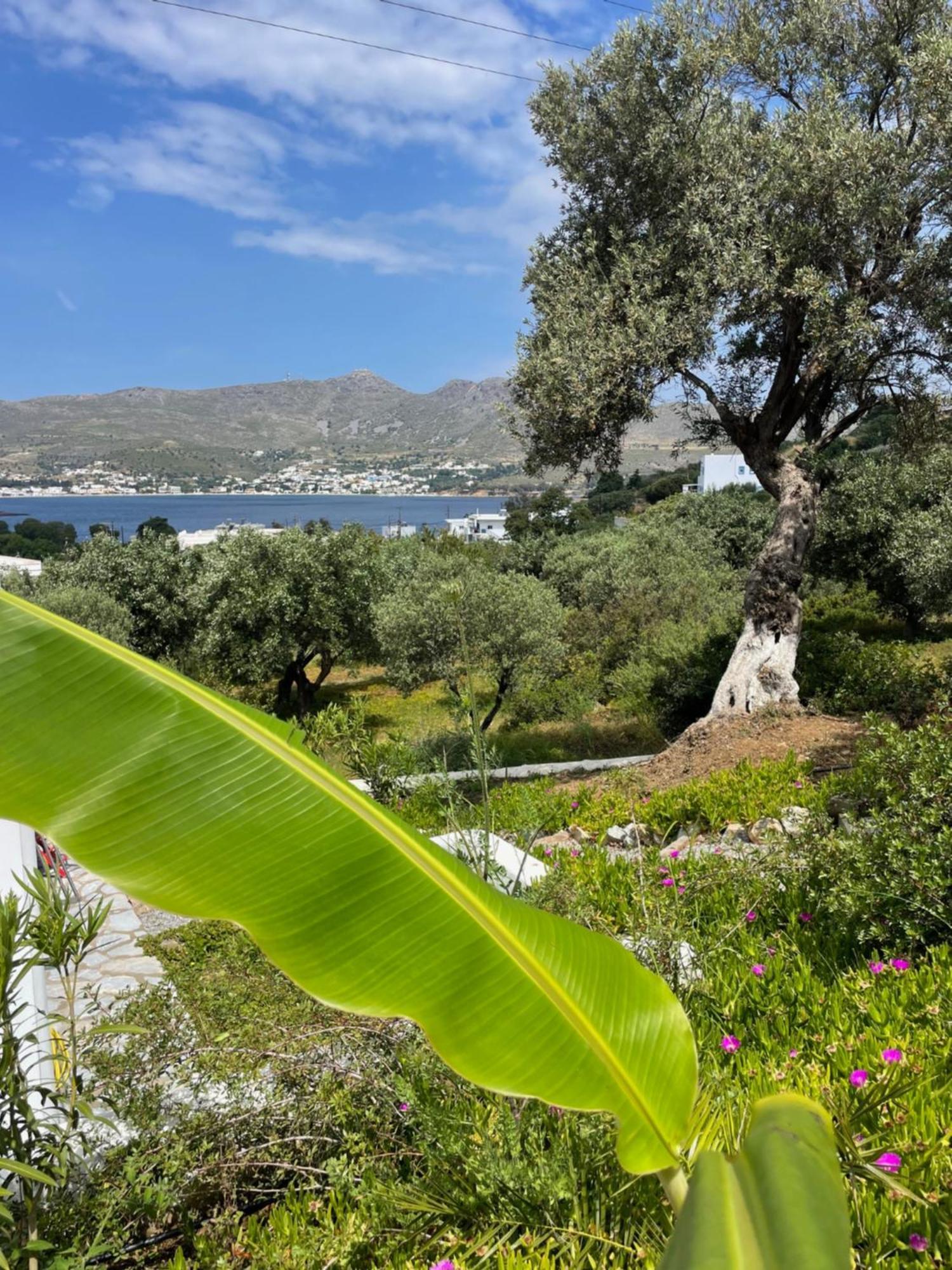 The Velanidies - Οι Βελανιδιές Agia Marina  Exterior foto